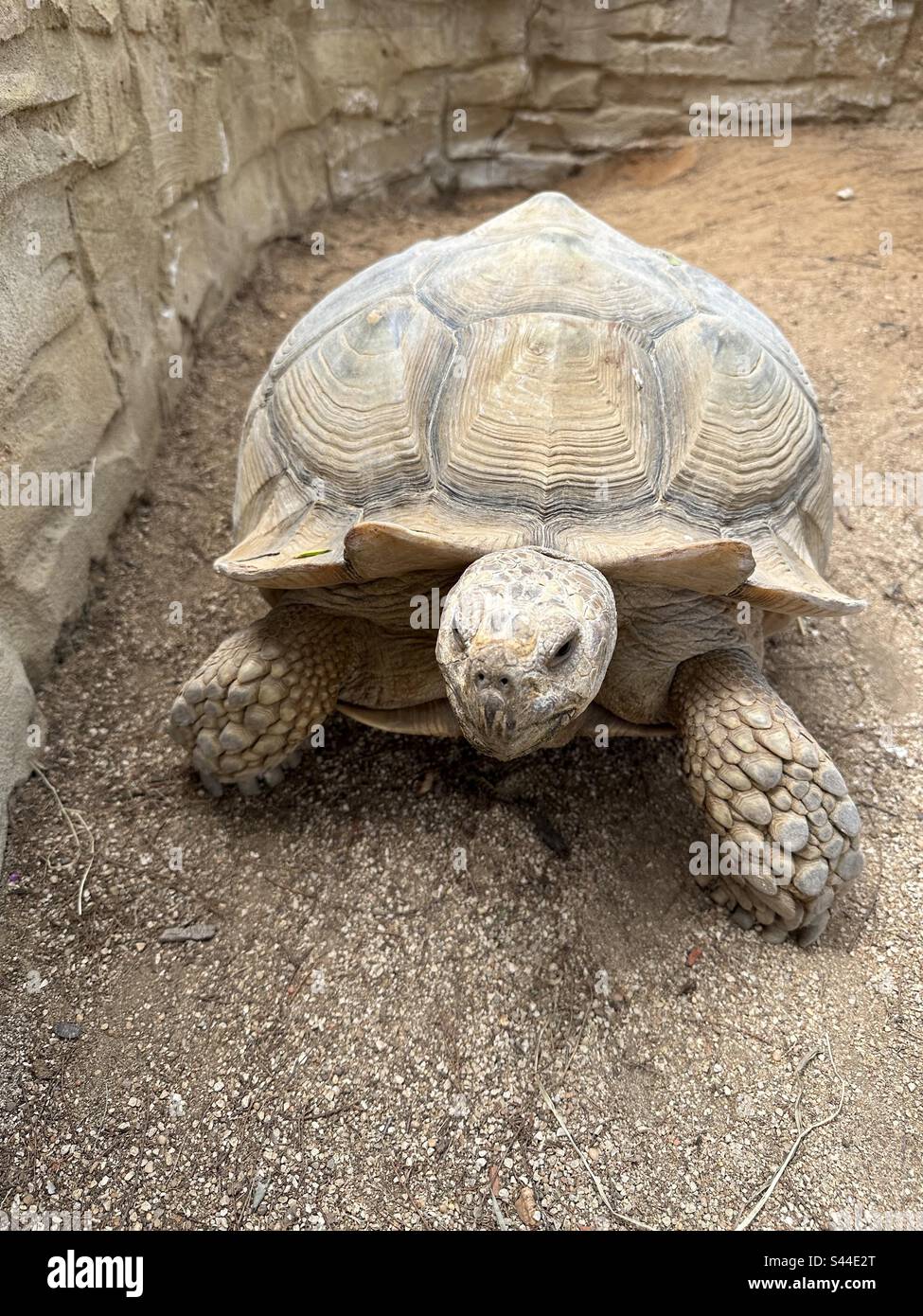 Giant tortoise in an outdoor enclosure - Smartphone Captured Stock Image