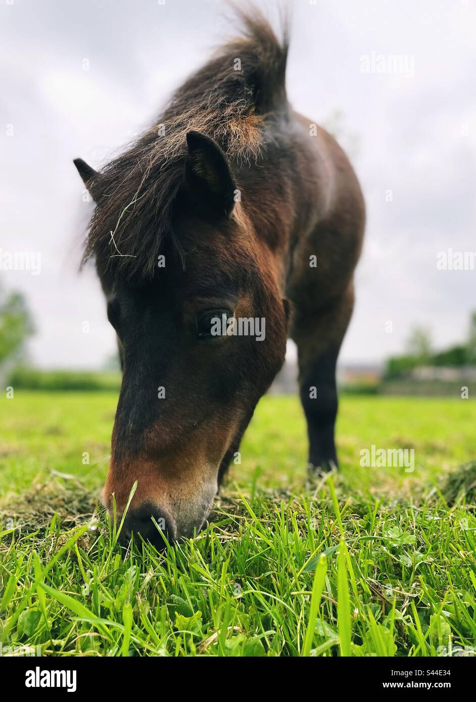 Grazing pony on a pasture in a petting zoo - Smartphone Captured Stock Image