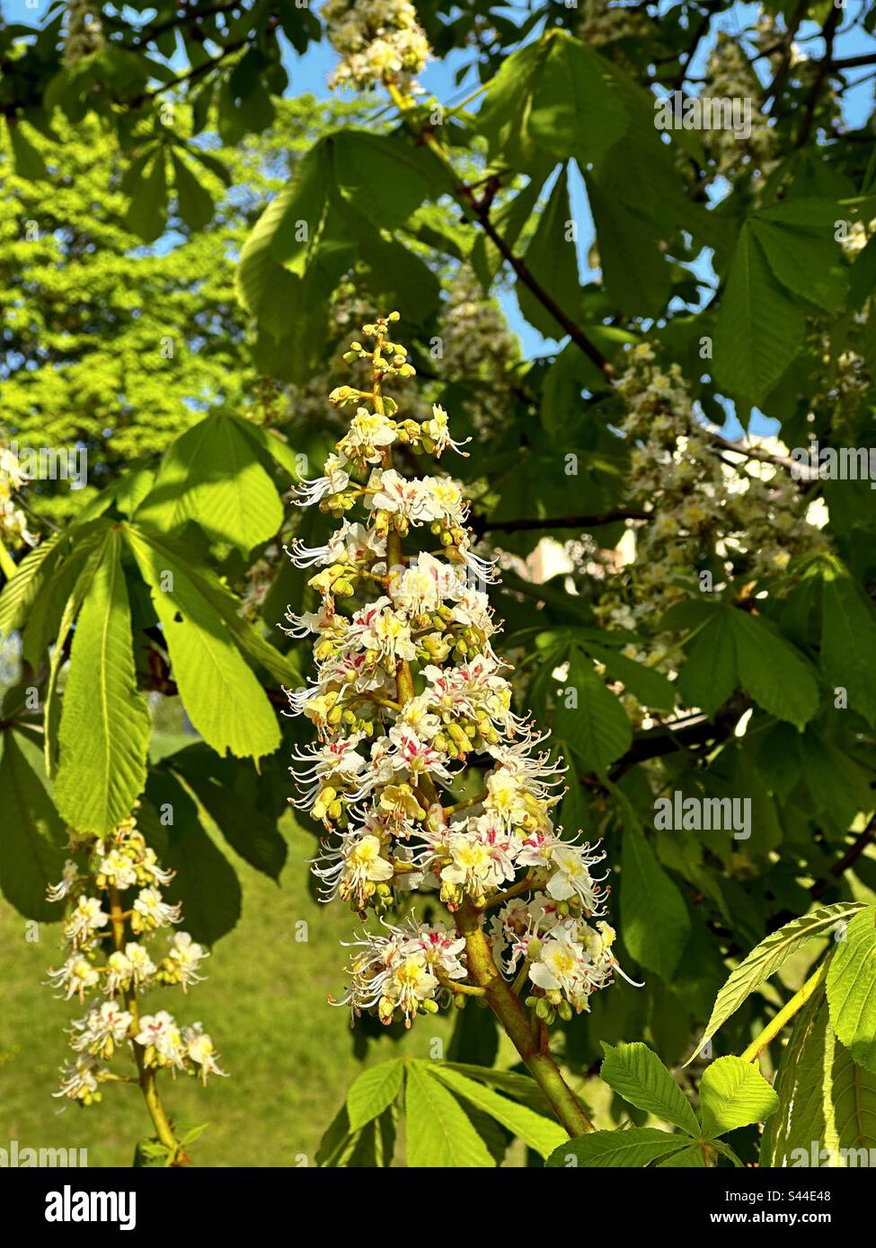Aesculus hippocastanum horse chestnut tree blooms - Smartphone Captured Stock Image