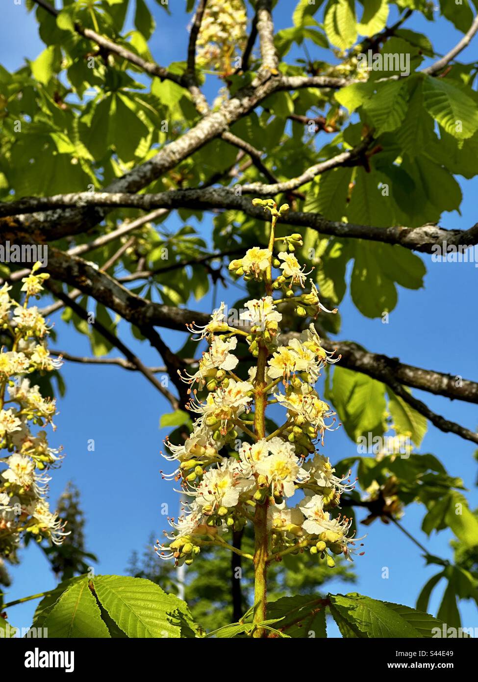 Aesculus hippocastanum horse chestnut tree blooms - Smartphone Captured Stock Image