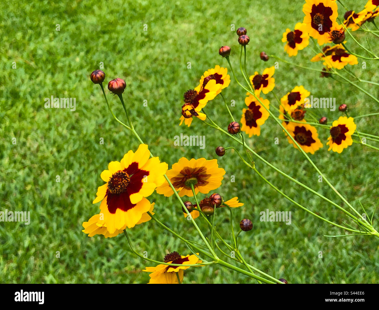 Coreopsis flowers against the green of a lawn in a Florida garden. - Smartphone Captured Stock Image