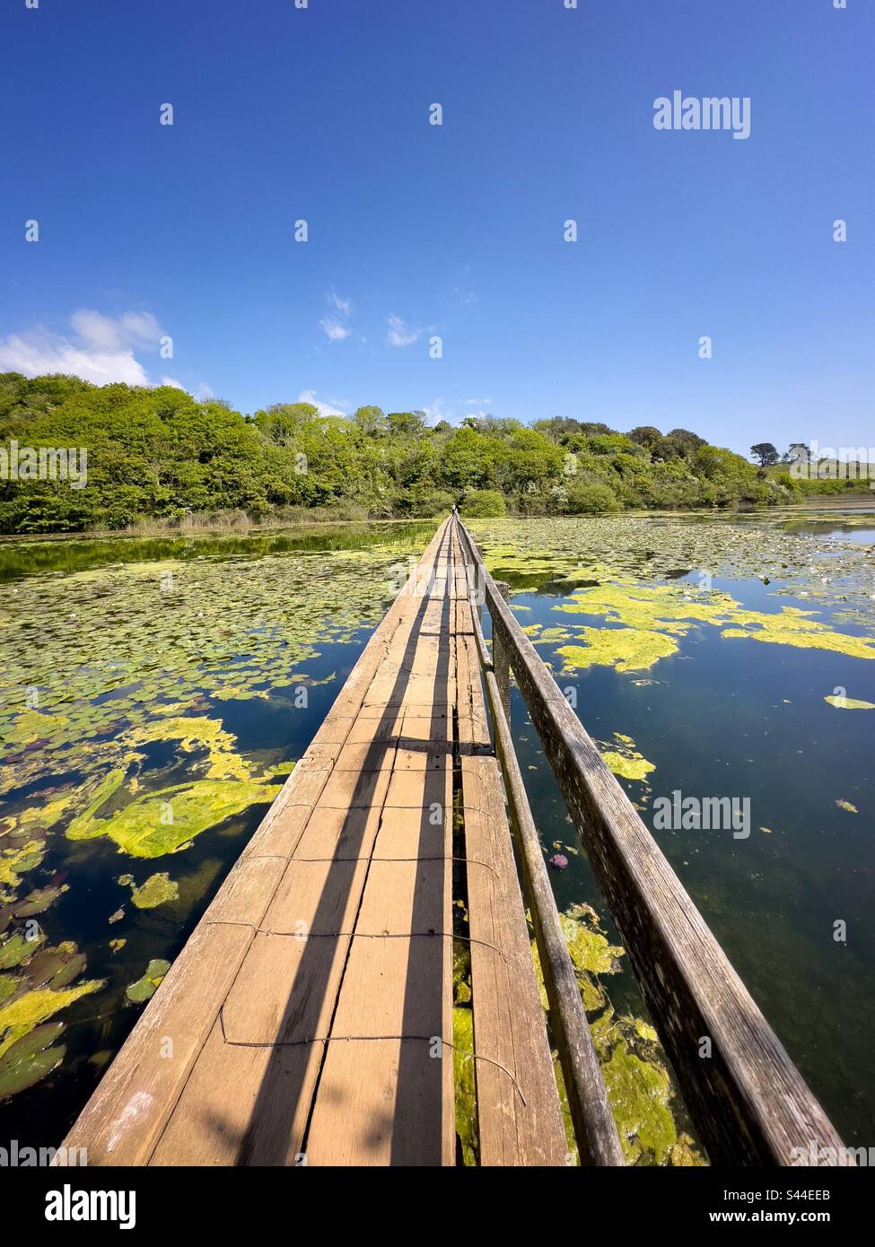Bosherston Lily Ponds. Pembrokeshire. - Smartphone Captured Stock Image
