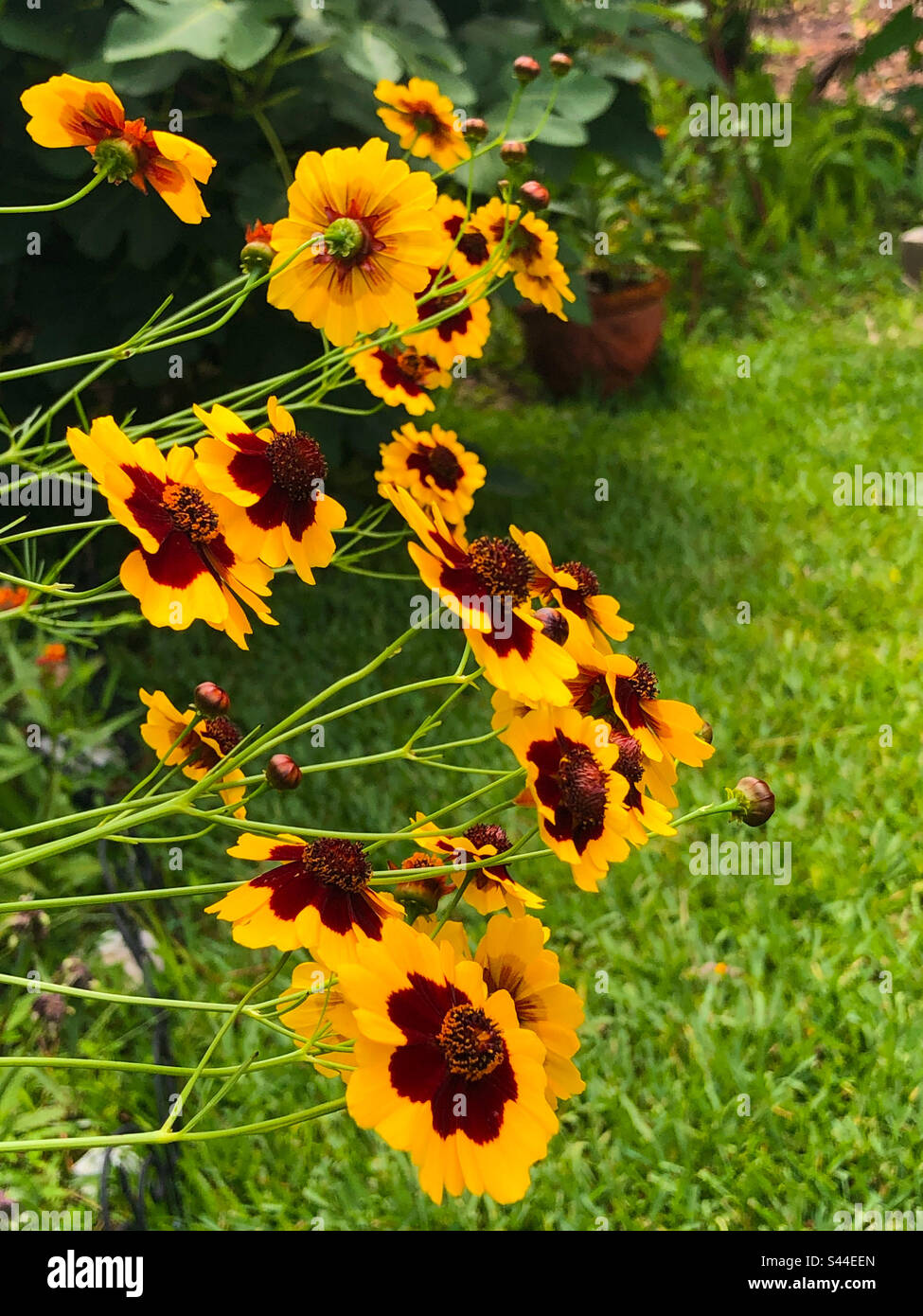 Coreopsis flowers in a Florida garden against the background of a green lawn. - Smartphone Captured Stock Image