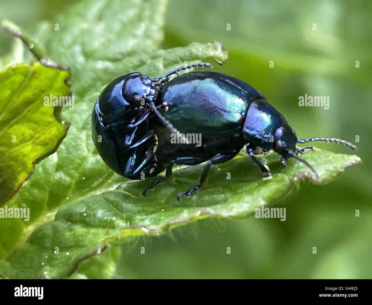 Mating blue mint beatle, Switzerland Stock Photo Alamy