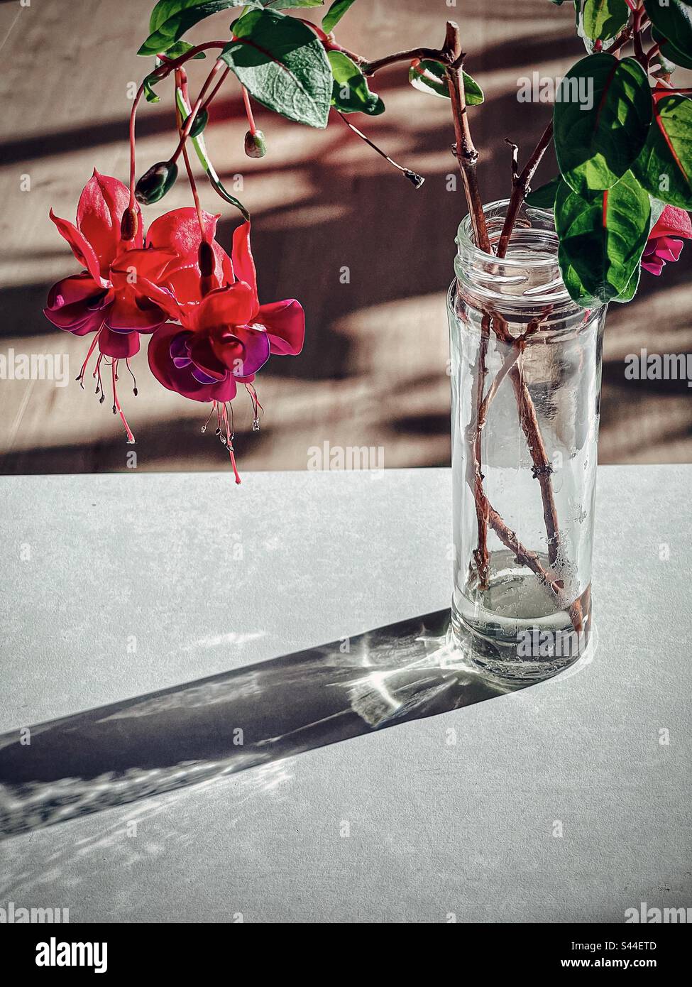 Close-up of two multicolored flowering fuchsia plant stems in repurposed glass bottle on white table against wooden floor in sunlight and shadow. - Smartphone Captured Stock Image