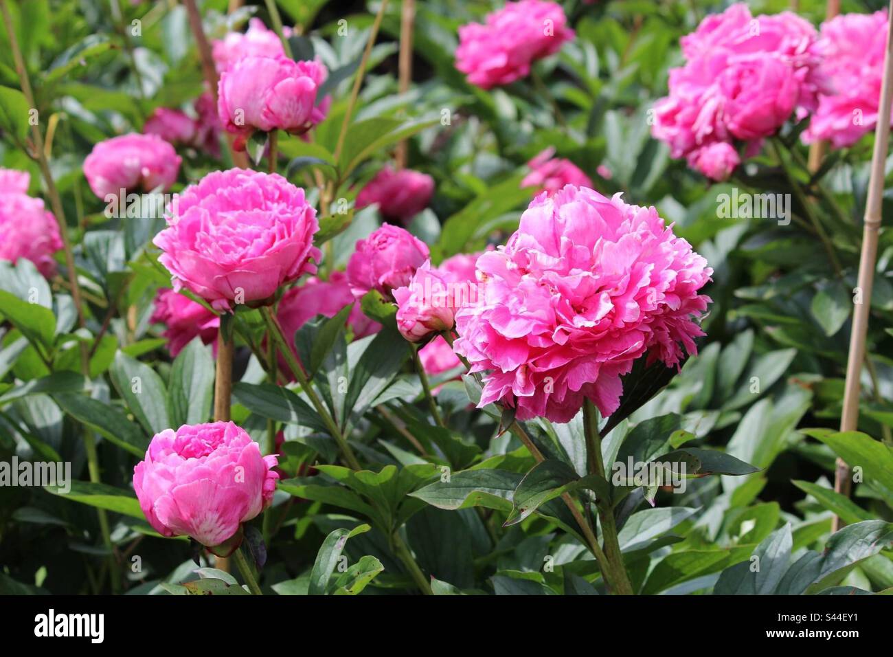 Pink double peonies, Sir Harold Hillier Gardens, Romsey, Hampshire