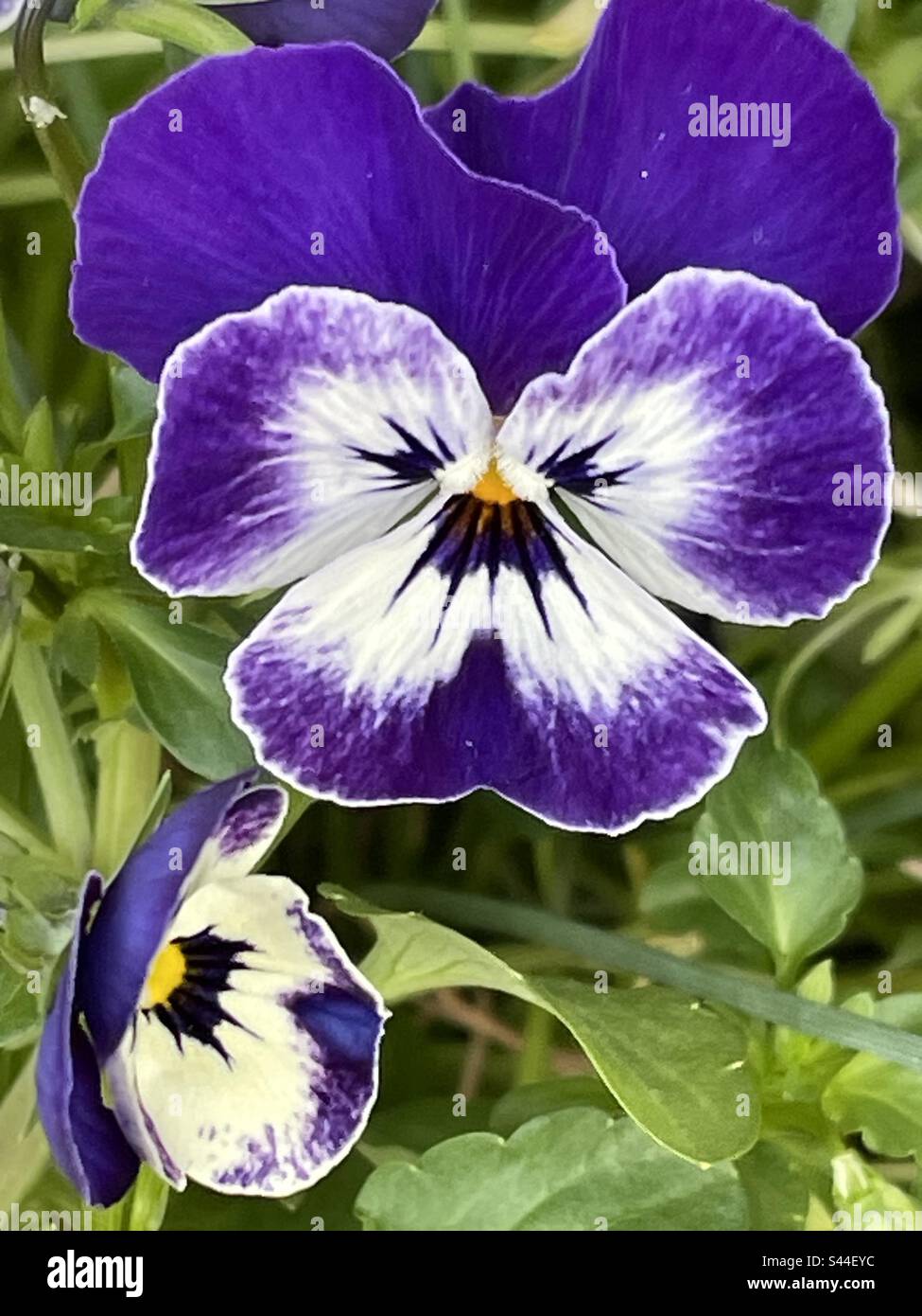 Pansies are so perfect and pretty in all gardens Stock Photo