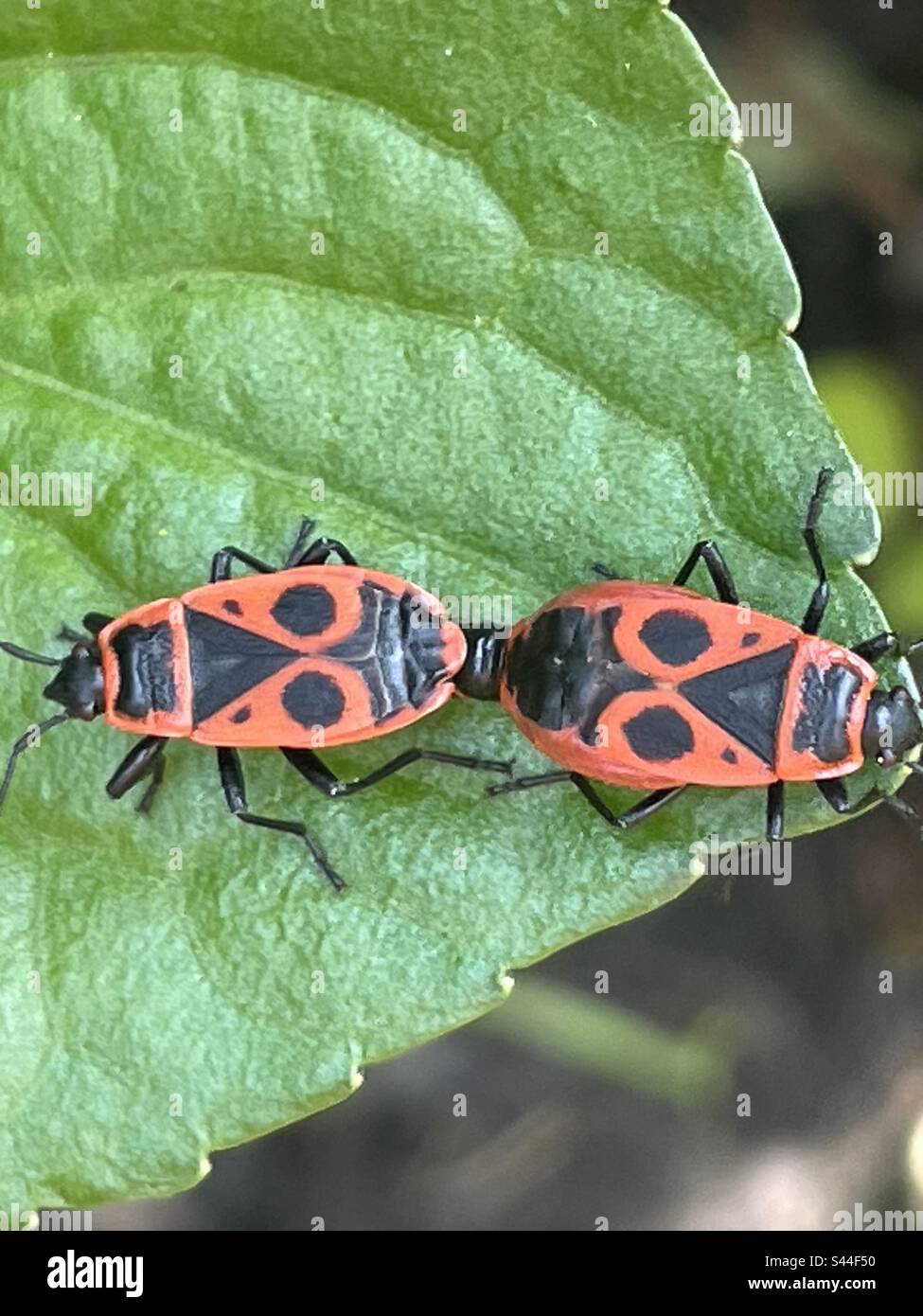 Close up of unusual but striking insects on a green leaf Stock Photo