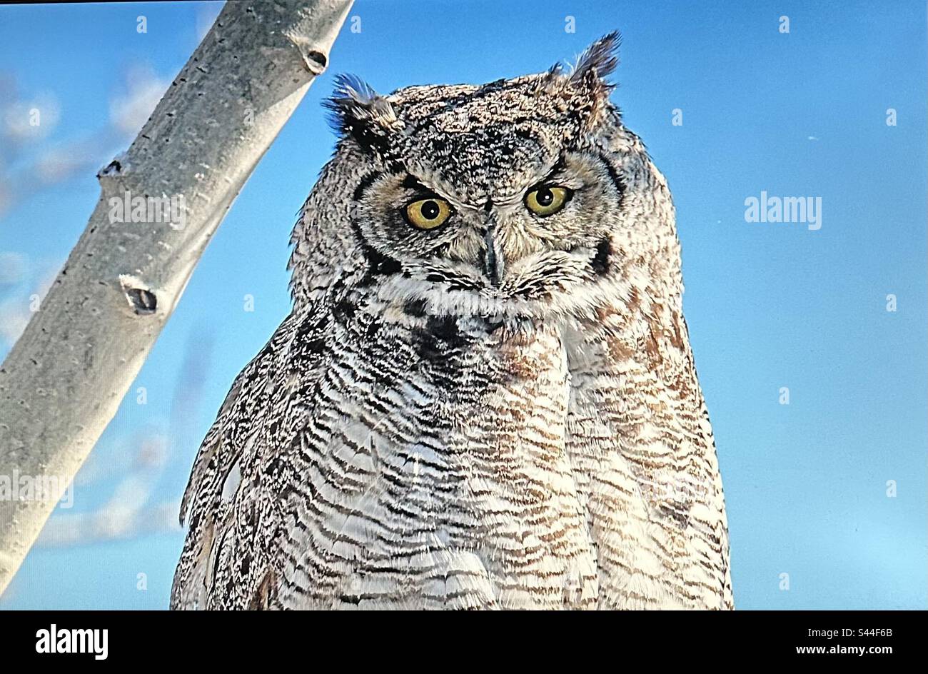 Great Horned Owl, Birds of North America, wildlife, nature, birder