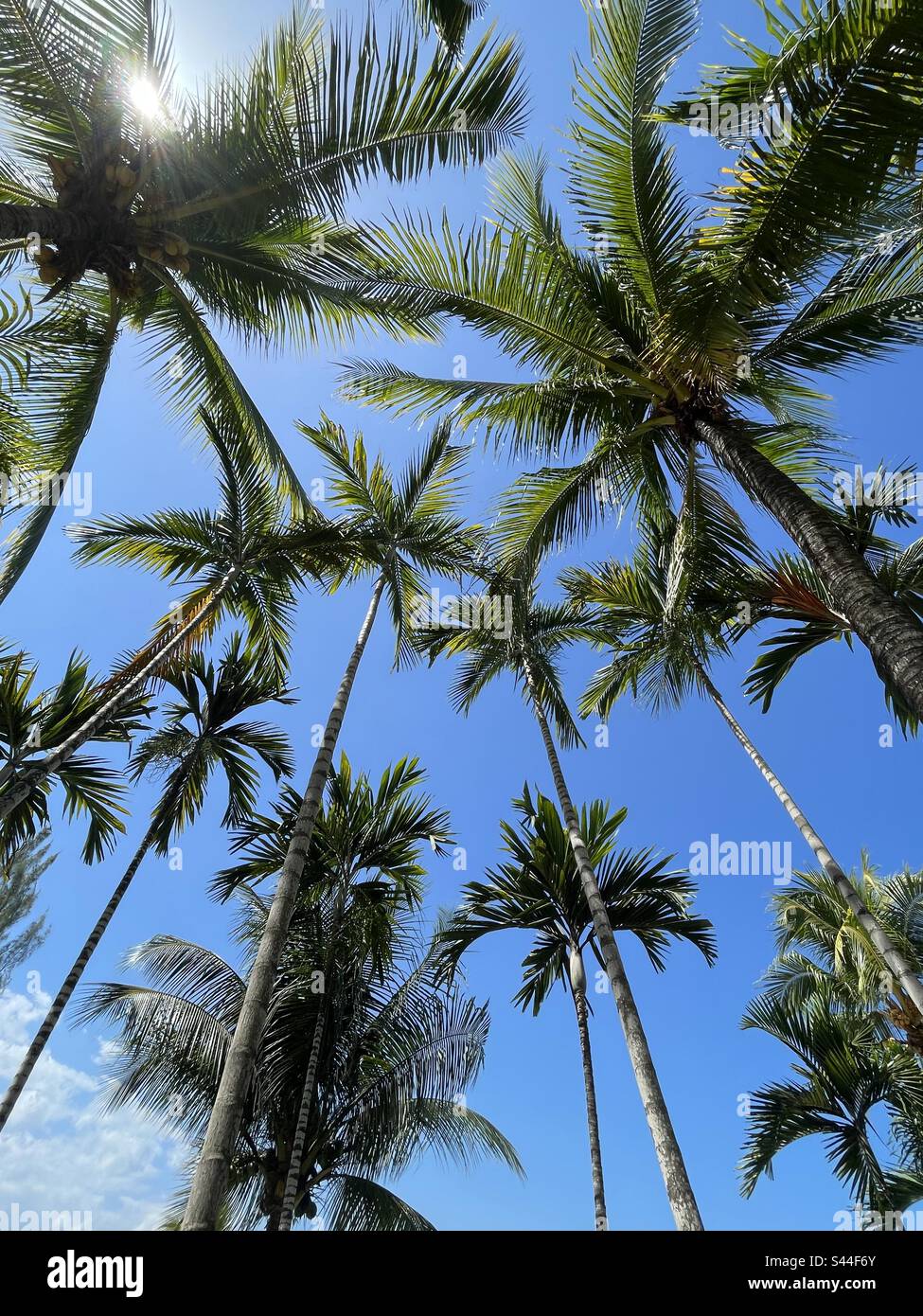 Beautiful and tall tropical palm trees in Jamaica Stock Photo Alamy