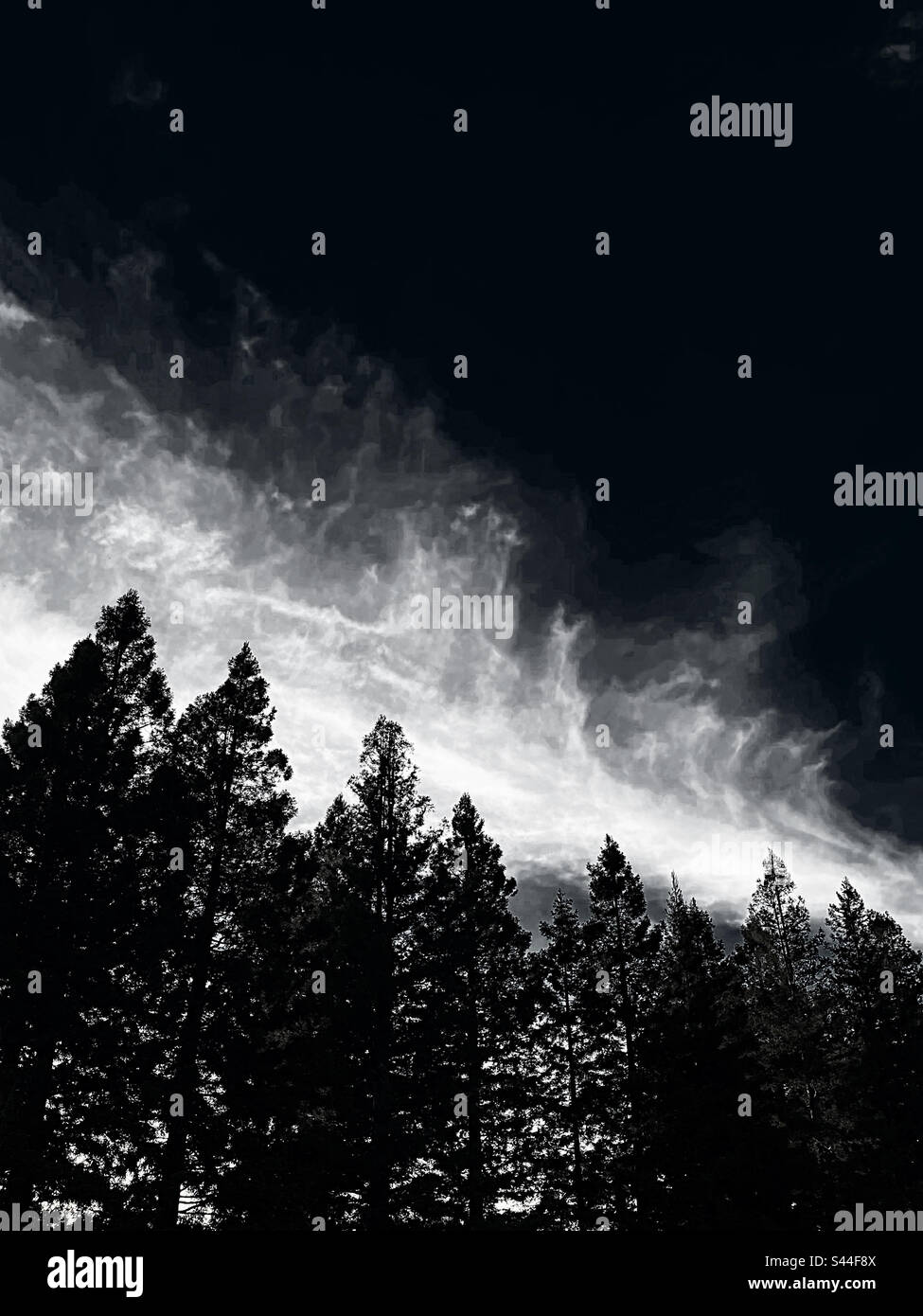 Sky and clouds over redwood trees, in black and white - Smartphone Captured Stock Image