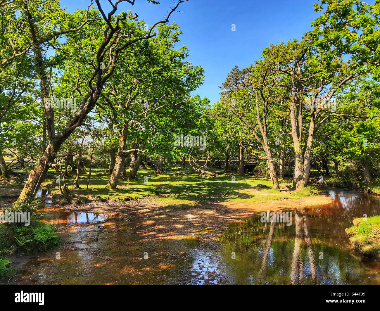 Ober Water in springtime at the New Forest Hampshire United Kingdom
