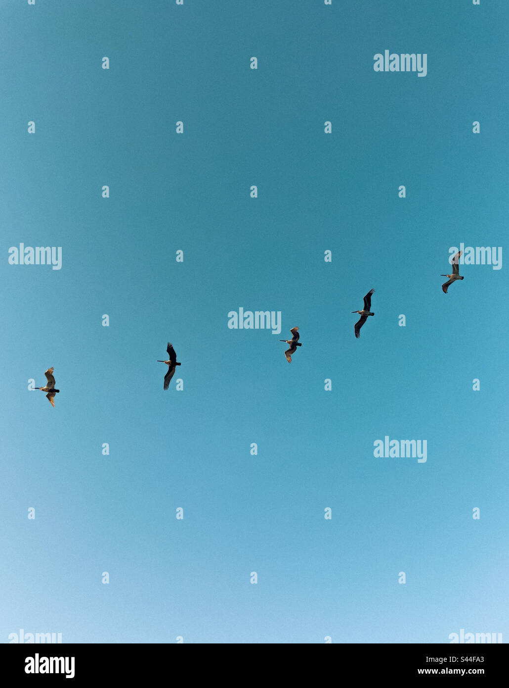 Low angle view of squadron of brown pelicans with blue sky background - Smartphone Captured Stock Image
