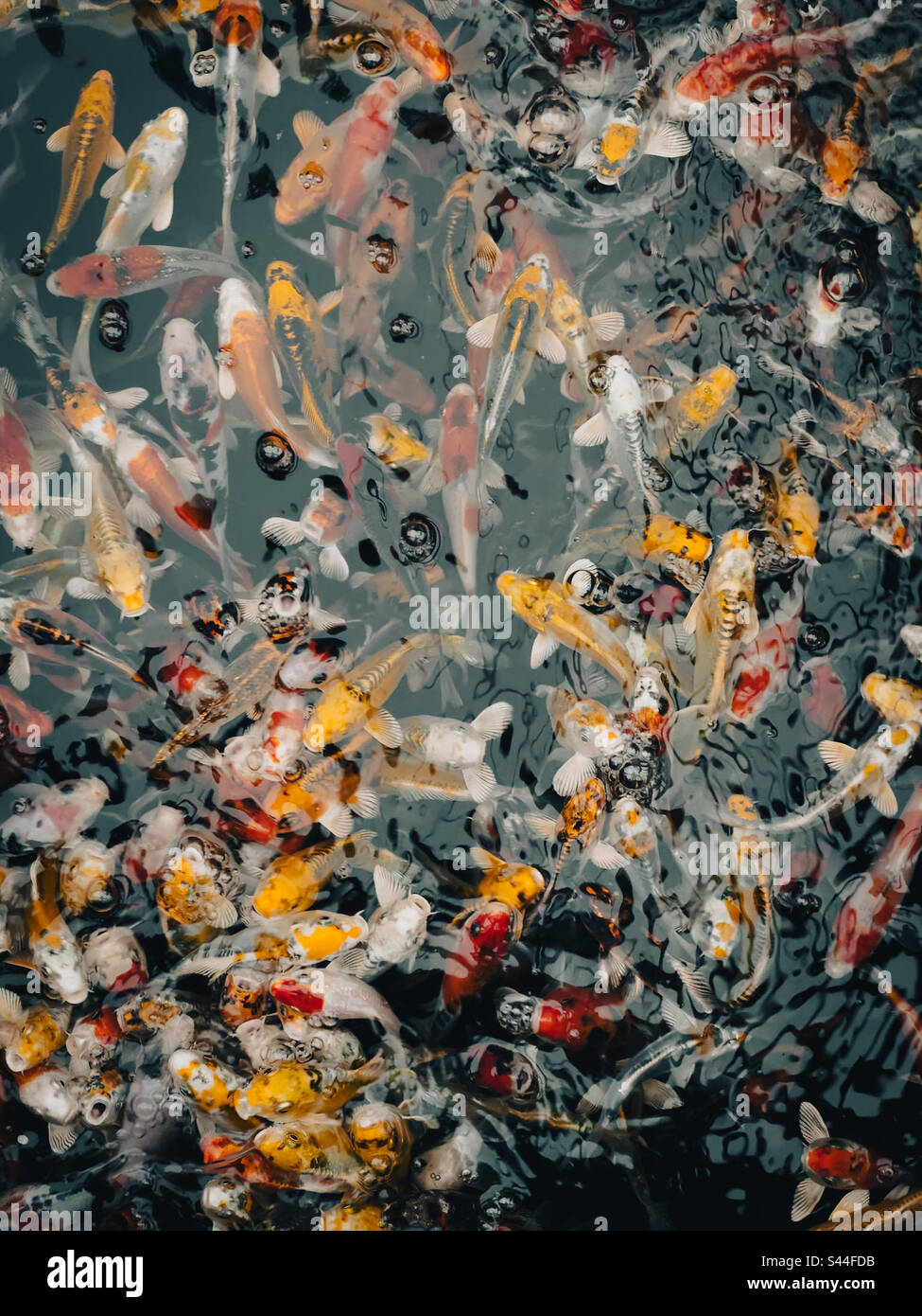 Water tank teeming with goldfish at a garden centre pet shop - Smartphone Captured Stock Image