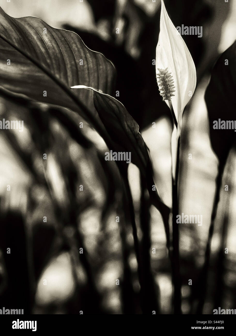 Monochrome close-up of peace lily flower also known as Spathiphyllum wallisii. Selective focus. Focus on foreground. - Smartphone Captured Stock Image