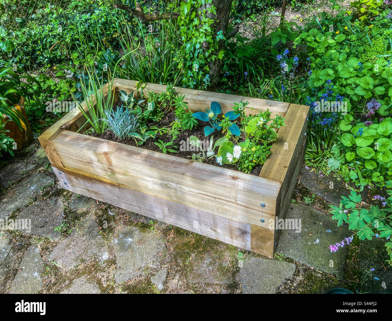 Raised bed, now filled with compost, planted and watered in! Stock