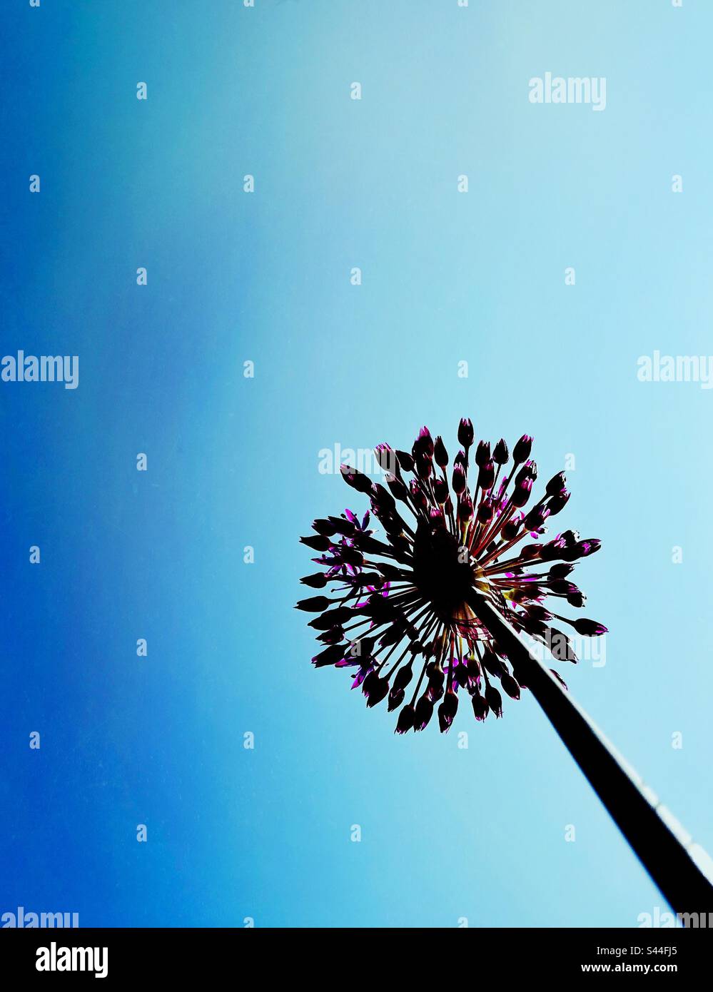 Allium flower head - Smartphone Captured Stock Image