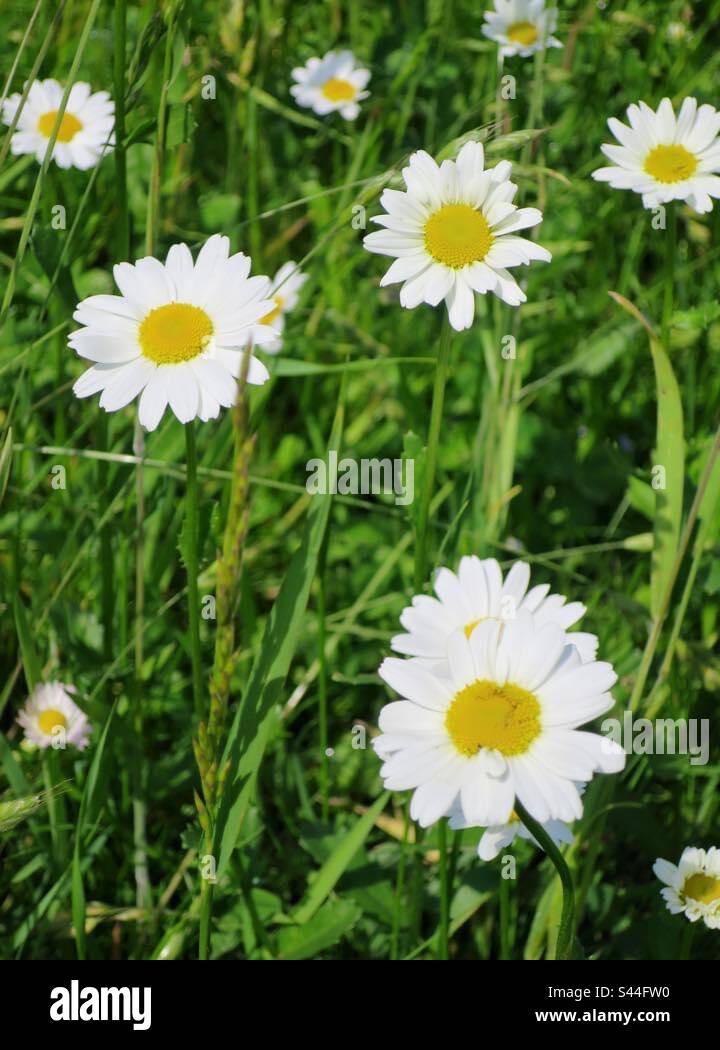 Daisies - Smartphone Captured Stock Image