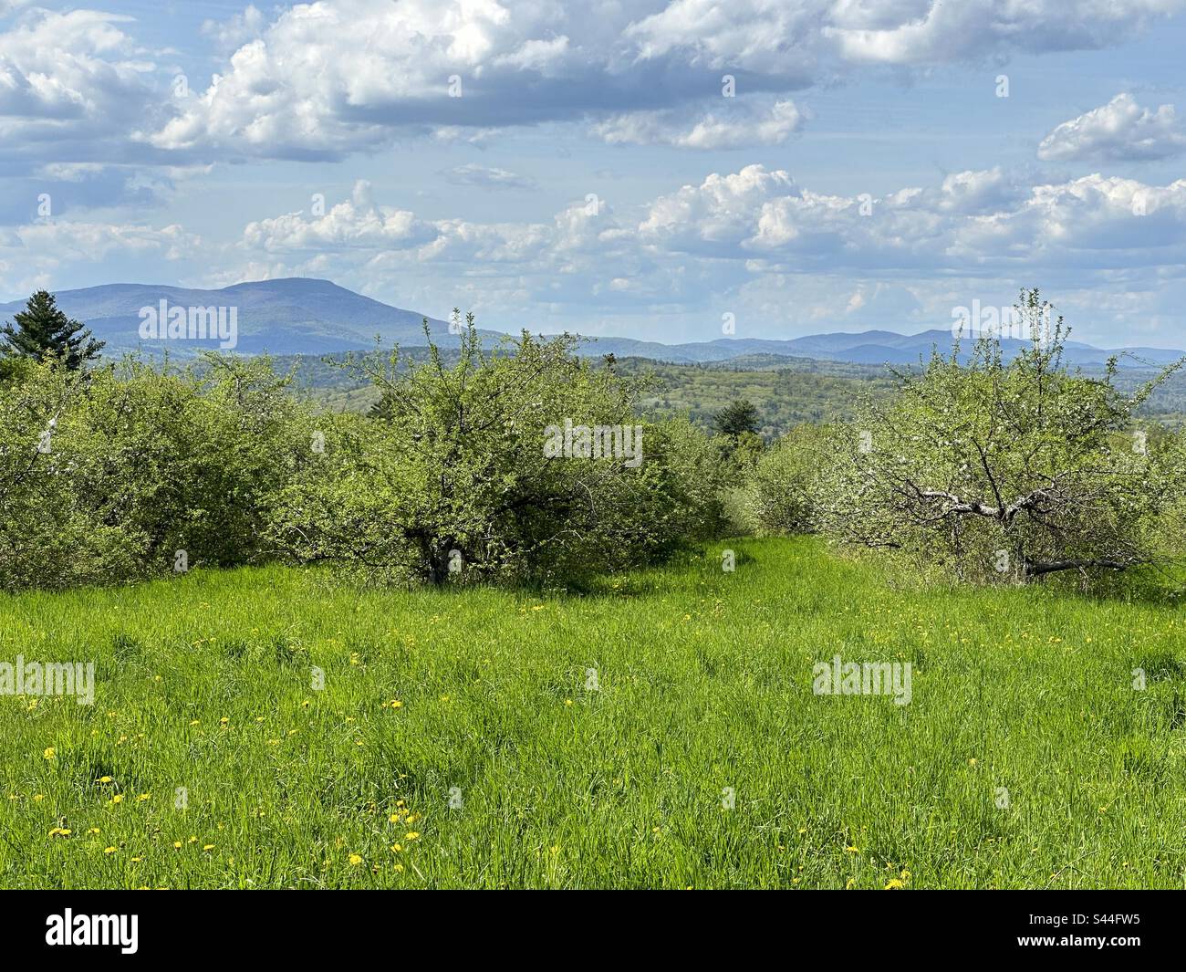 An apple orchard in the spring with the mountains in the background - Smartphone Captured Stock Image