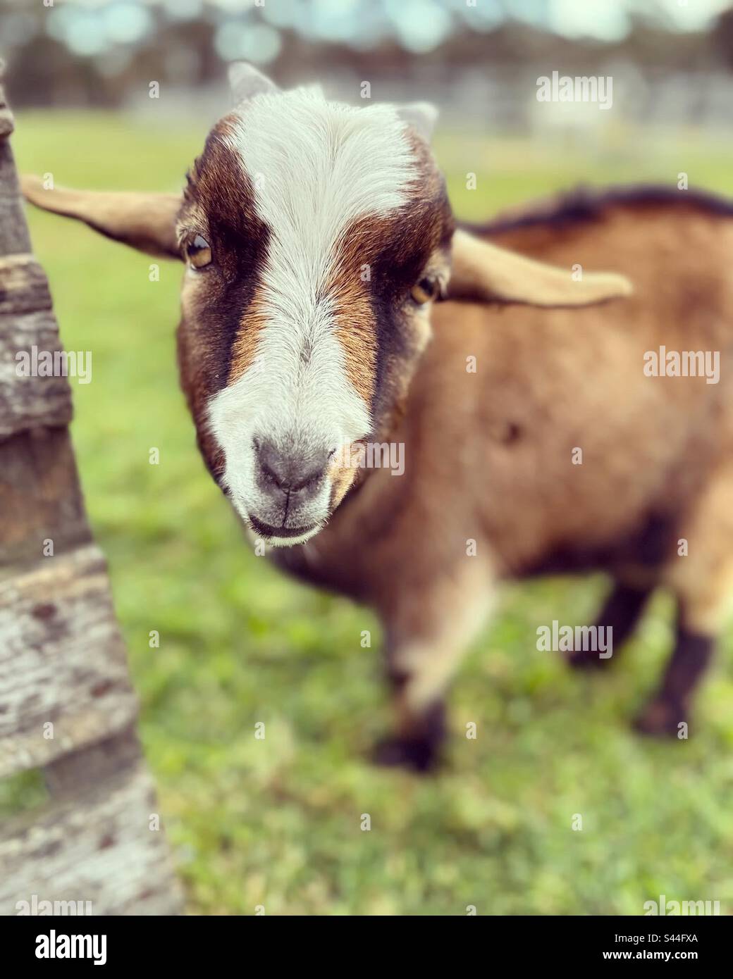 A goat Stock Photo