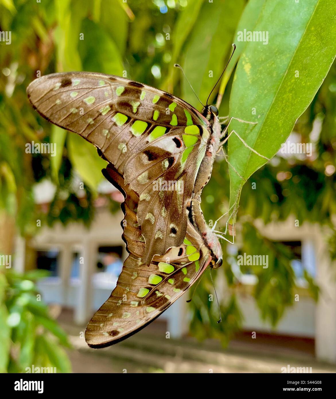 Reproductive process of butterflies Stock Photo Alamy