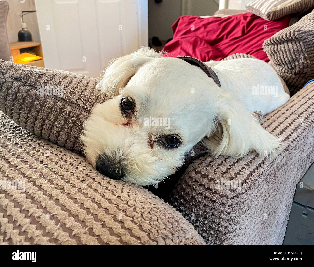 Small, white cavapoo dog resting on the top of a settee Stock Photo Alamy