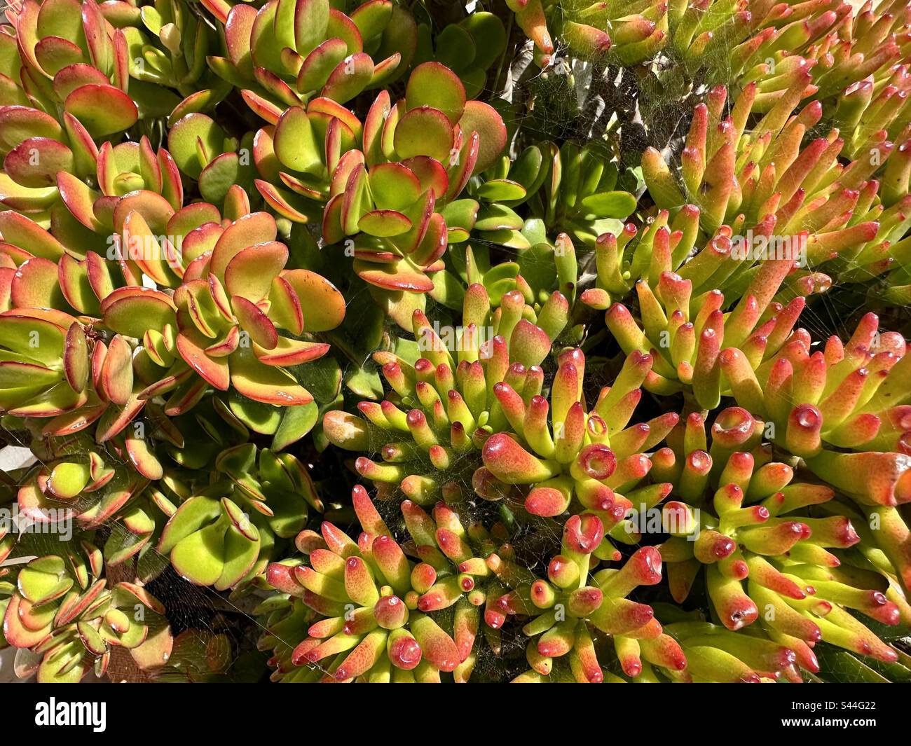 Two types of jade plant, Hummels sunset and Gollum jade in the same pot Stock Photo