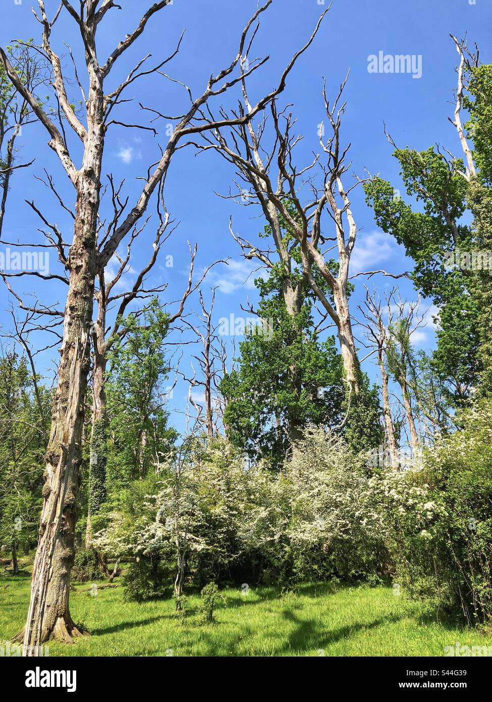 Hawthorn blossom and dead standing oak trees in the New Forest
