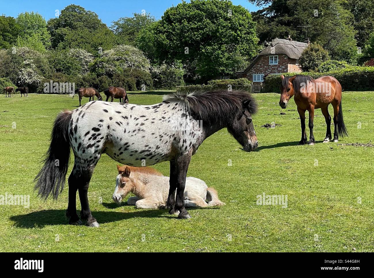 New Forest ponies and foals - Smartphone Captured Stock Image