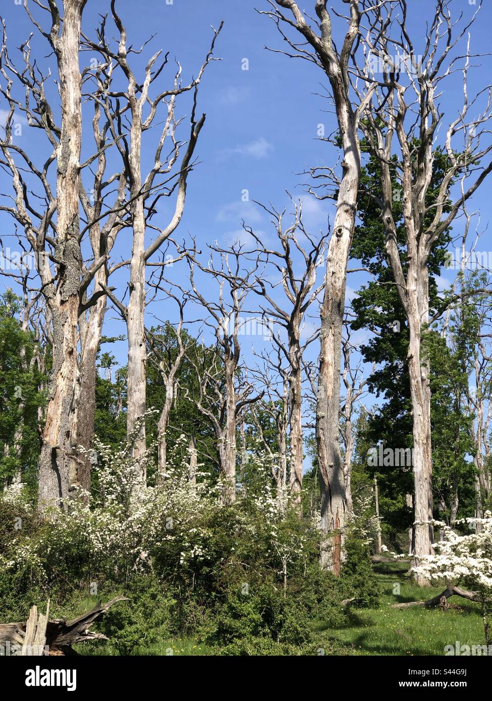 Dead standing oak trees in springtime in the New Forest National Park