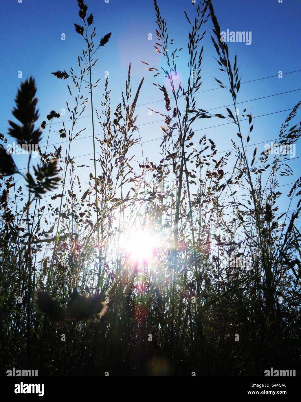 Wiese spring hi-res stock photography and images - Alamy
