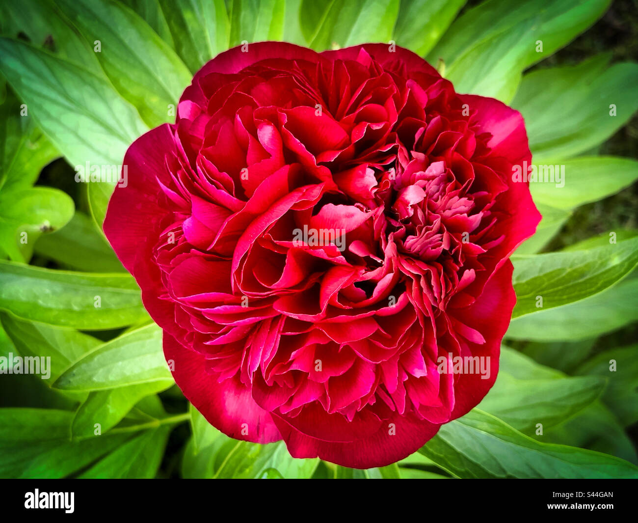 Peony - Smartphone Captured Stock Image