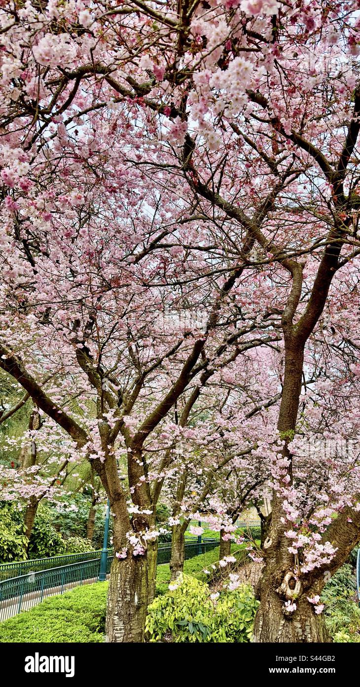 Spring Blossom - Smartphone Captured Stock Image