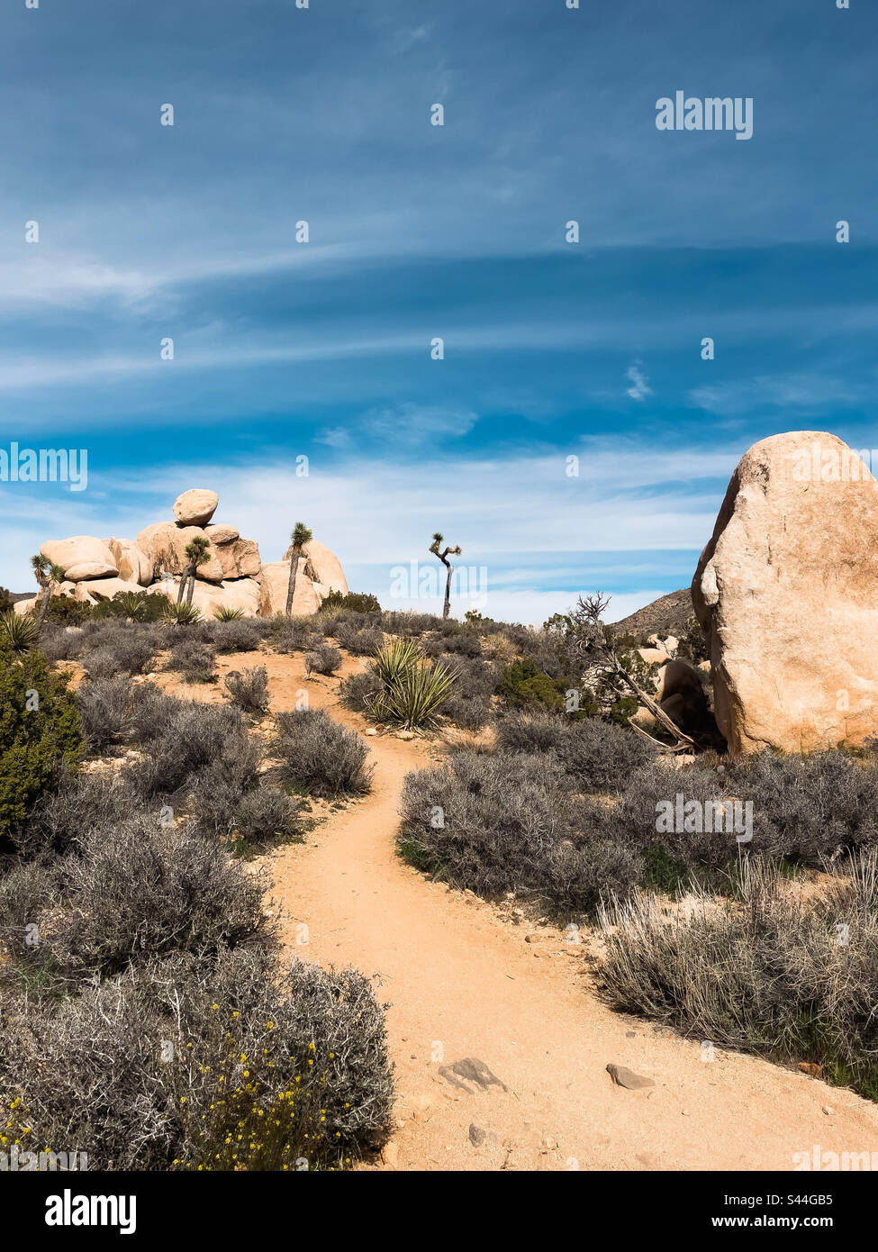Hiking trail winding uphill in Joshua Tree National Park in California on a sunny spring day - Smartphone Captured Stock Image