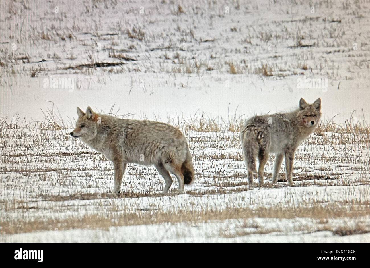 Two coyotes, wildlife, hunters, hunting buddies, fur coat, bushy tailed
