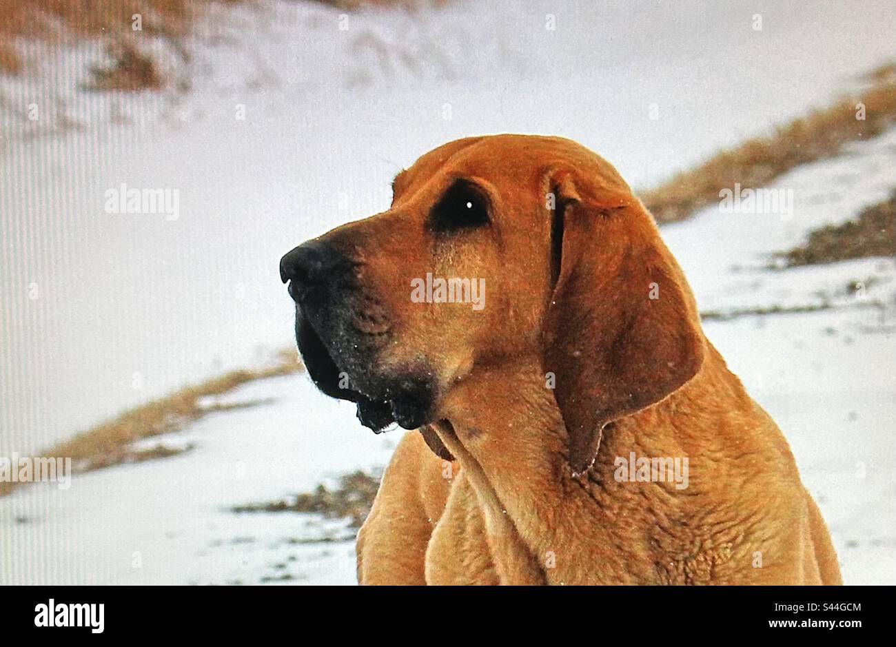 Big dog, family pet, guard dog, Stock Photo