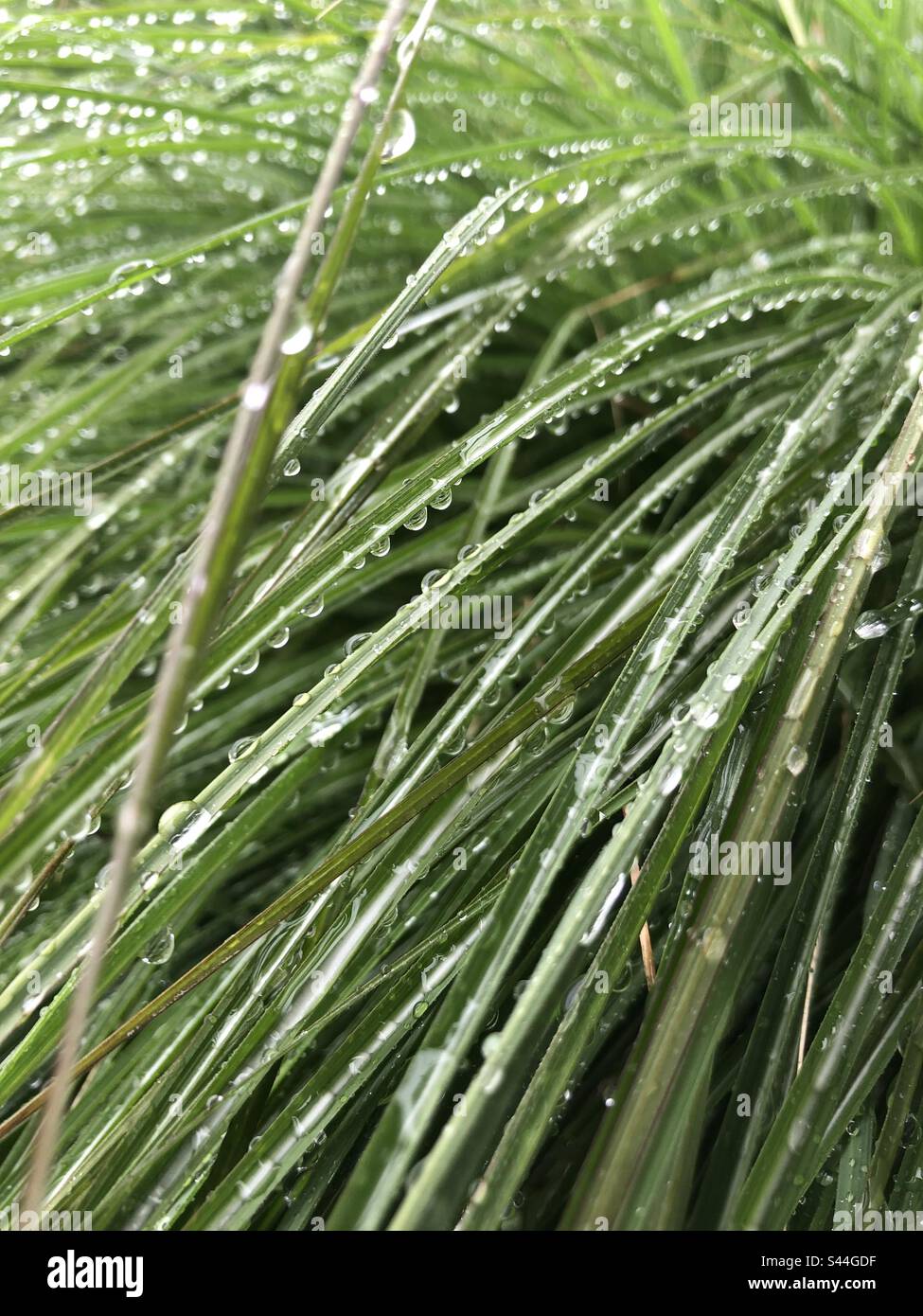 Raindrops grass hi-res stock photography and images - Alamy