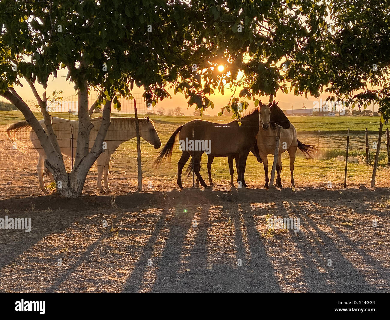 Horses at sunset in Oregon - Smartphone Captured Stock Image