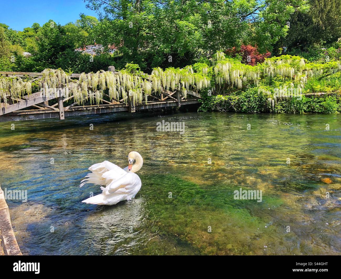 Swan preening it’s feathers on river Itchen at the Weirs in Winchester Hampshire United Kingdom - Smartphone Captured Stock Image Swan preening it’s feathers on river Itchen at the Weirs in Winchester Hampshire United Kingdom - Smartphone Captured Stock Image