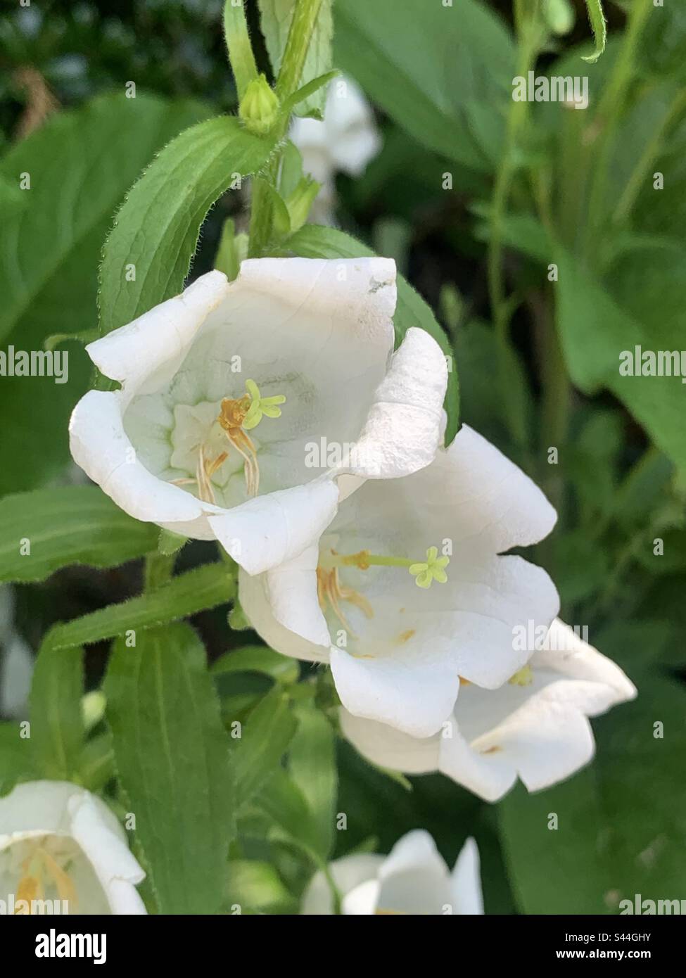 Beautiful white flowers in Japan Stock Photo Alamy