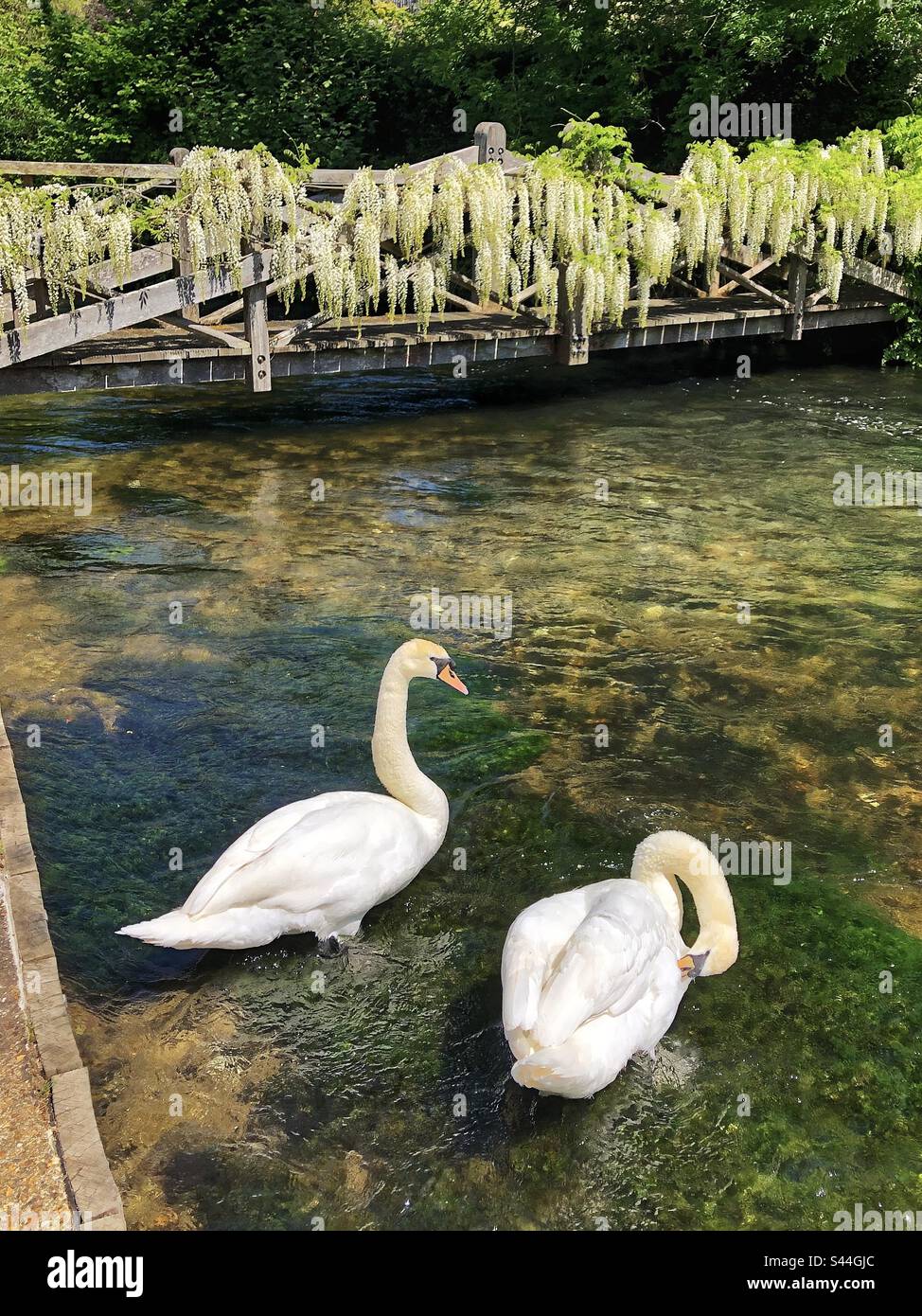 Swans in springtime on river Itchen at the Weirs in Winchester Hampshire United Kingdom - Smartphone Captured Stock Image Swans in springtime on river Itchen at the Weirs in Winchester Hampshire United Kingdom - Smartphone Captured Stock Image