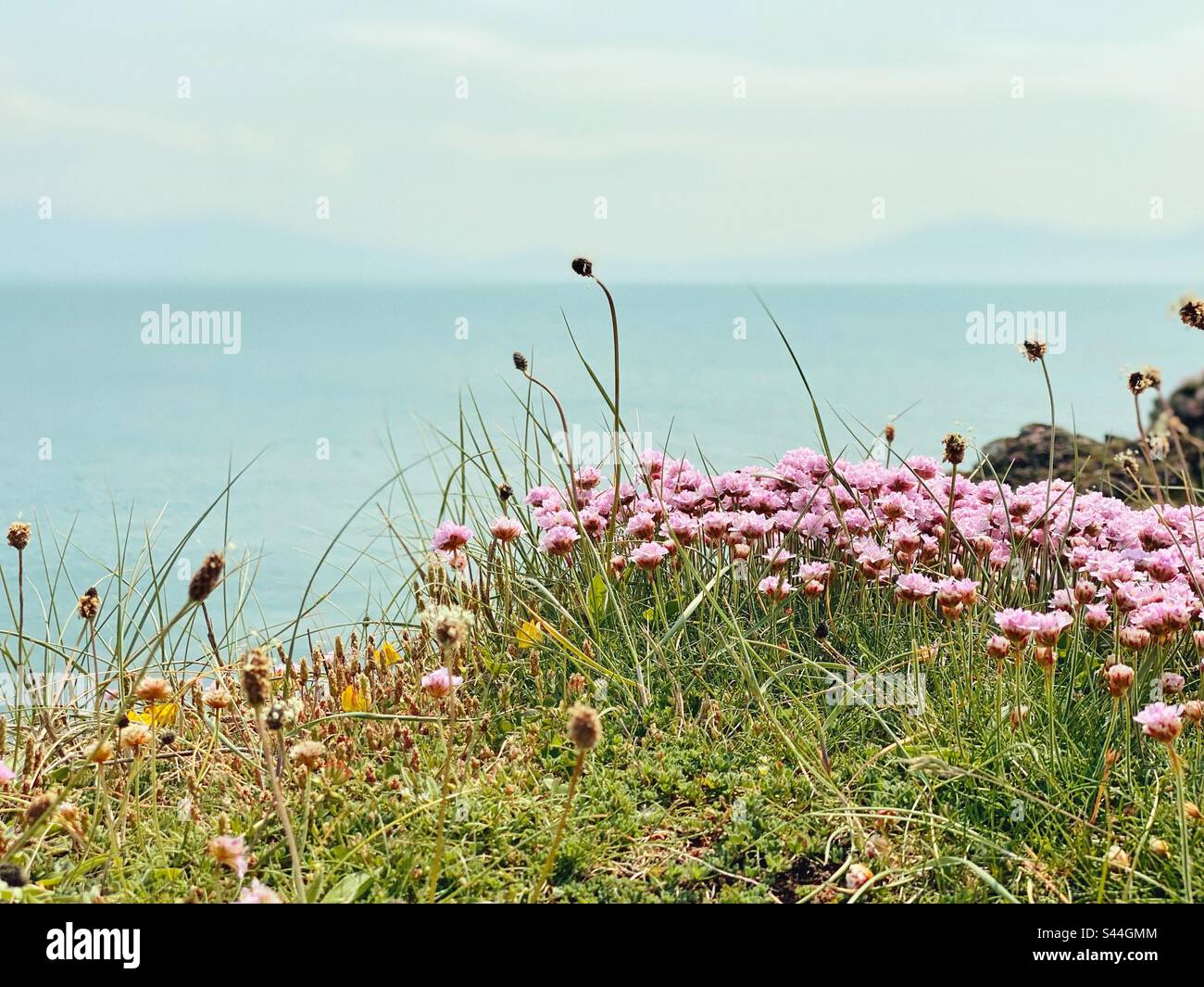 Wild flowers on coast of Llandwyn island with view of the Llyn Peninsula in the background - Smartphone Captured Stock Image