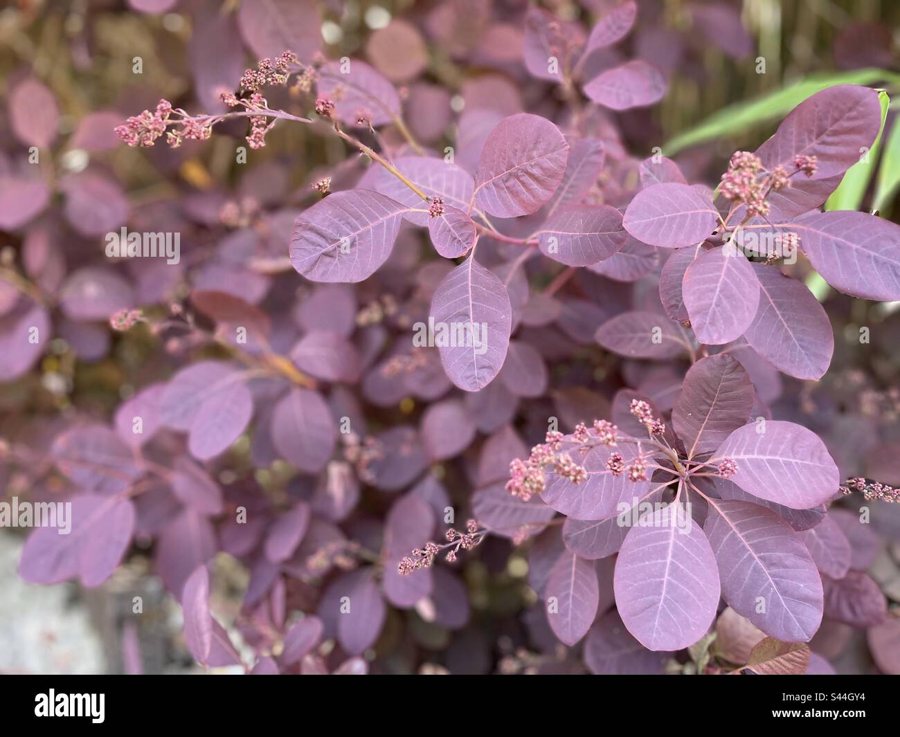 Flowering Smoke Bush Stock Photo Alamy