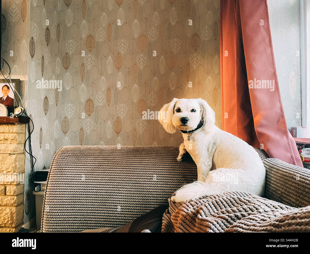 A small, white cavapoo dogs sat on a settee Stock Photo Alamy