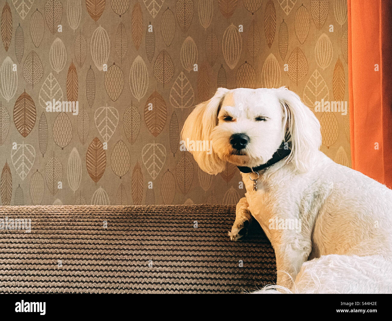 A small, white cavapoo dogs sat on a settee Stock Photo Alamy