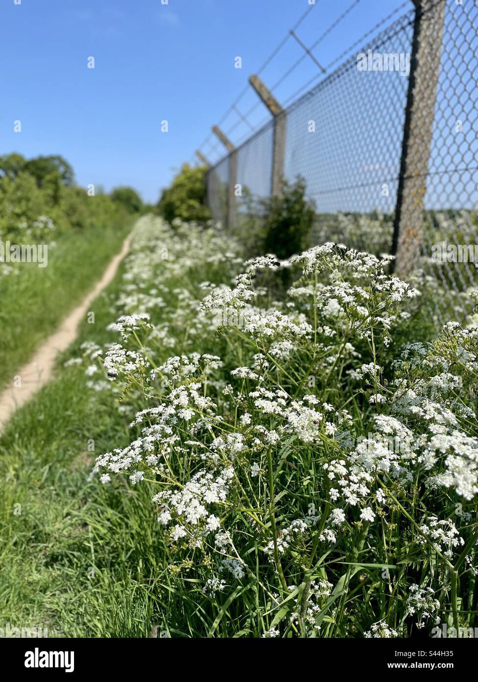 Cow Parsley growing beside a chainlink fence. Stock Photo