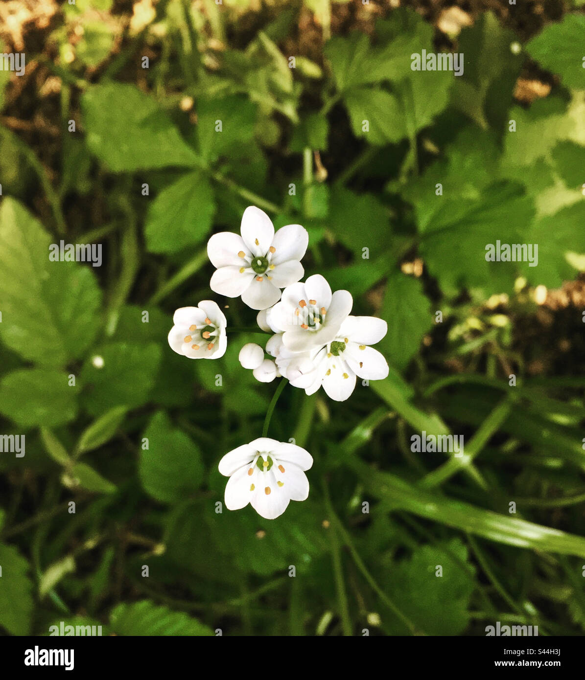 Wild Garlic Flowers Stock Photo Alamy
