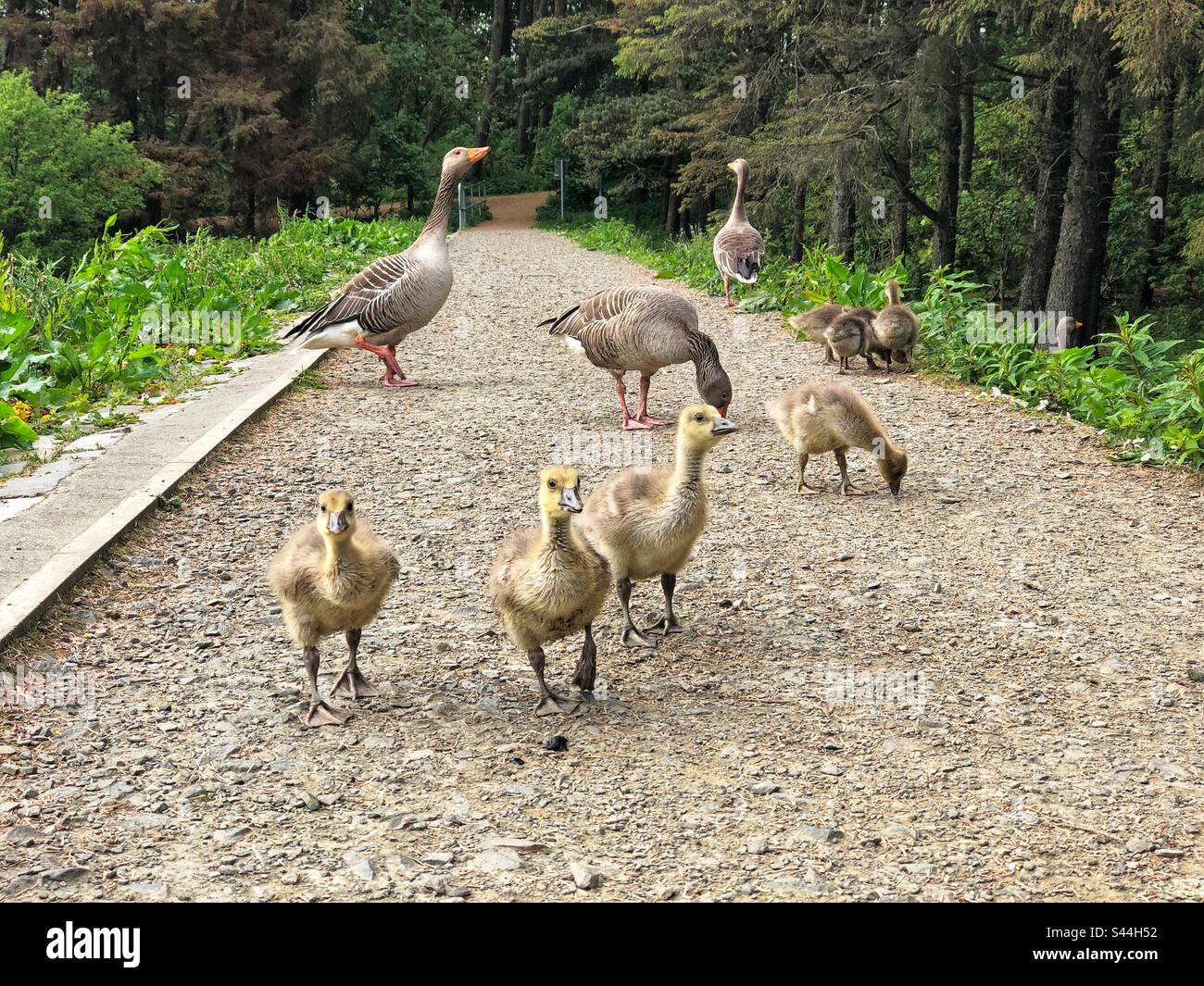 Gaggle of Geese, Greylag Geese (Anser anser) with young goslings blocking the path - Smartphone Captured Stock Image