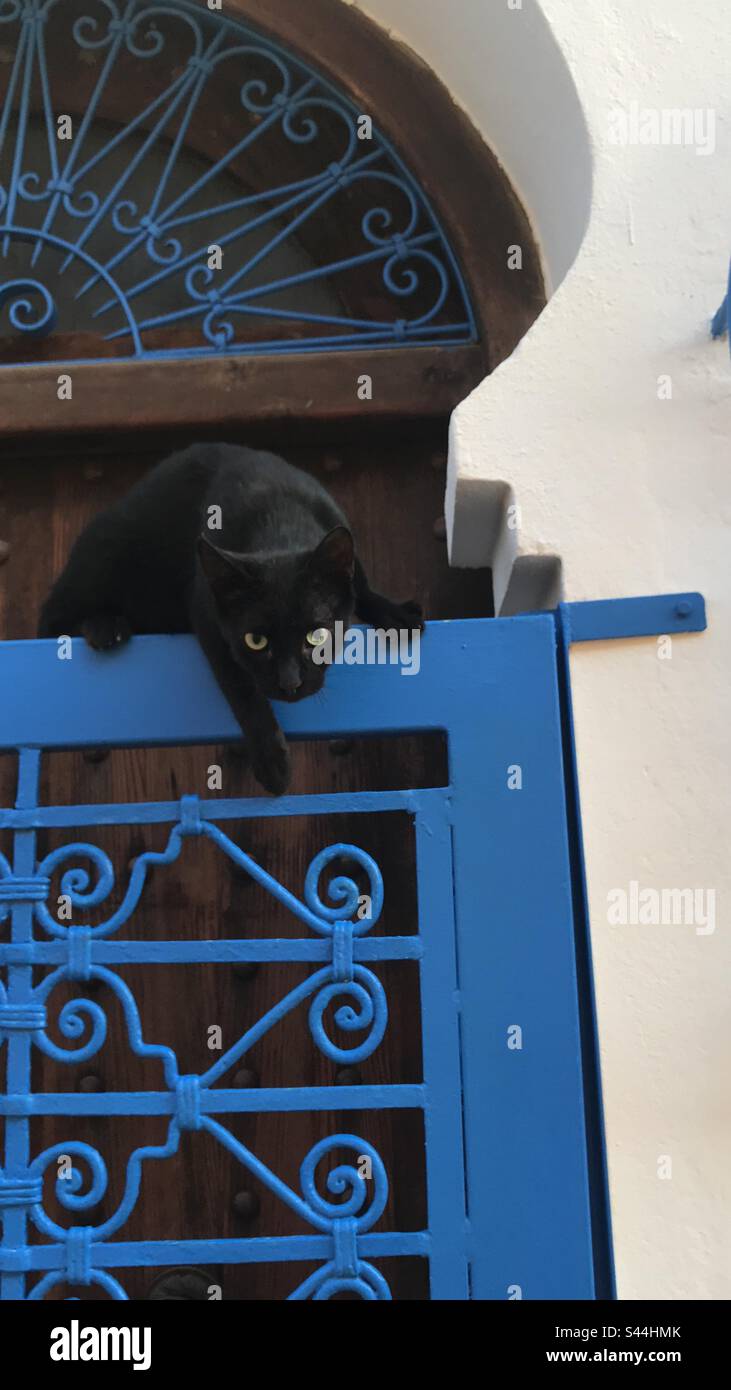 Black cat 1 Stock Photo