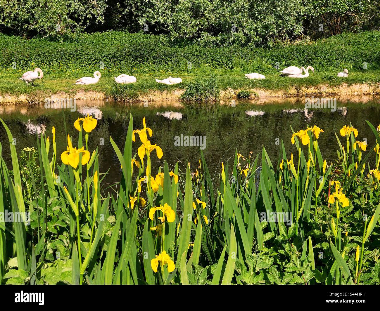 Swans on the river Itchen in Winchester Hampshire United Kingdom - Smartphone Captured Stock Image Swans on the river Itchen in Winchester Hampshire United Kingdom - Smartphone Captured Stock Image